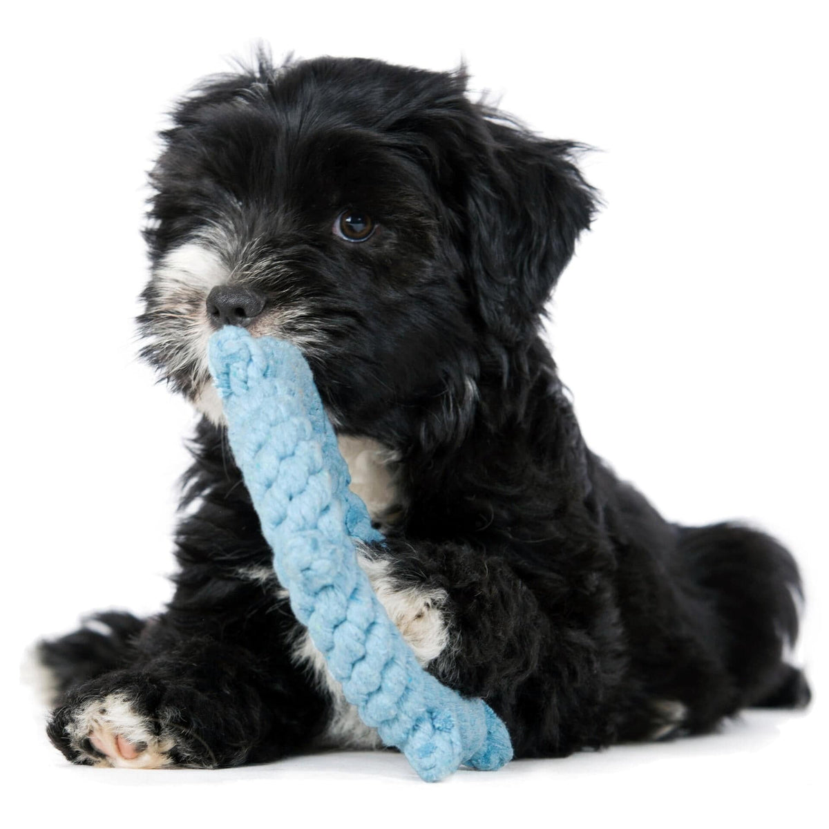 Laboni Ahoy Dog Toy Set
