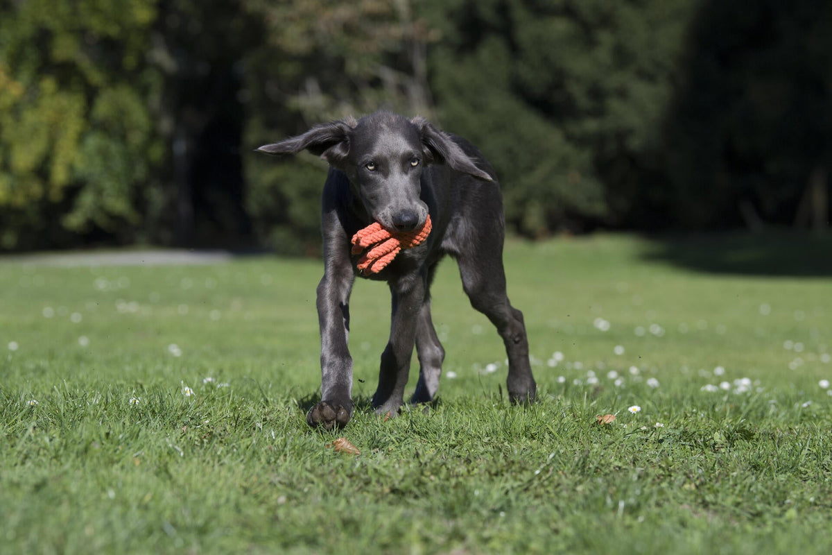 Laboni Little Ocean Dog Toy Set