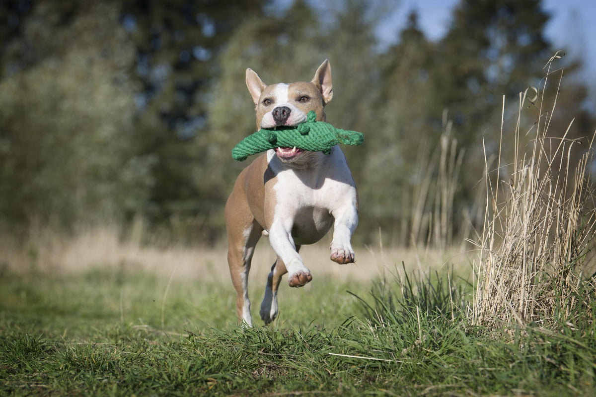 Laboni Big Wildlife Dog Toy Set