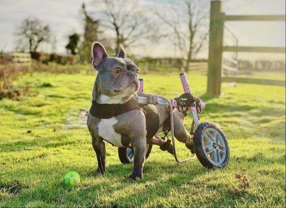 Walkin Wheels® SMALL Rear Dog Wheelchair (3.5 - 11kg)