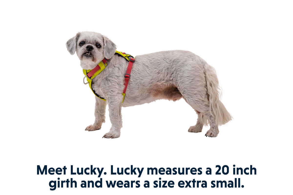 Hi & Light™ Lightweight Dog Harness