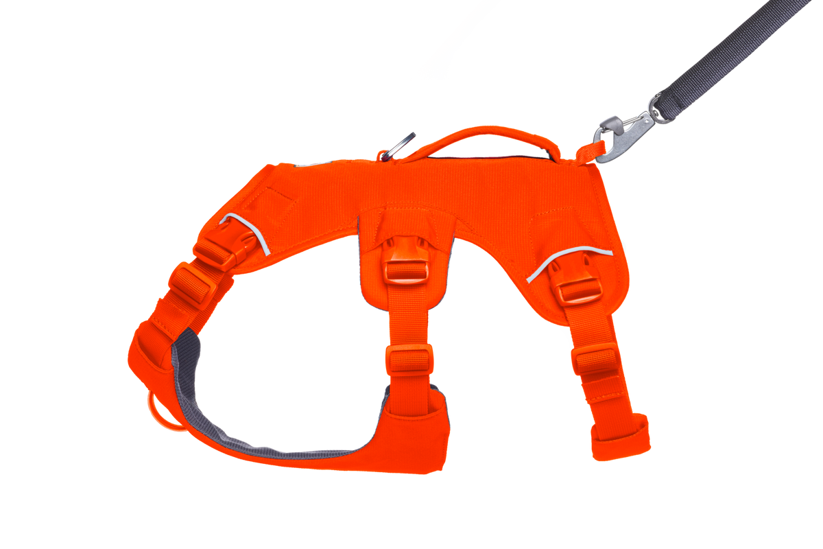 Web Master™ Dog Harness with Handle
