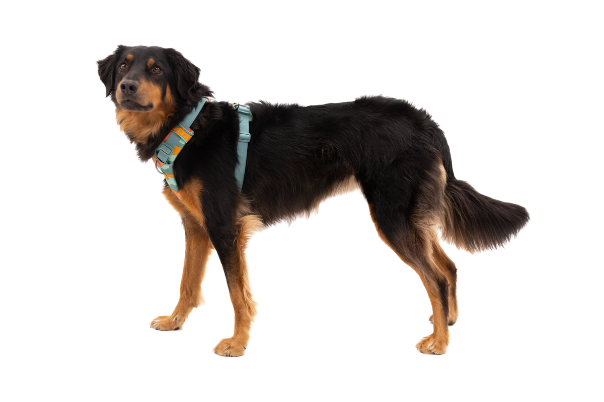 Front Range® Dog Harness