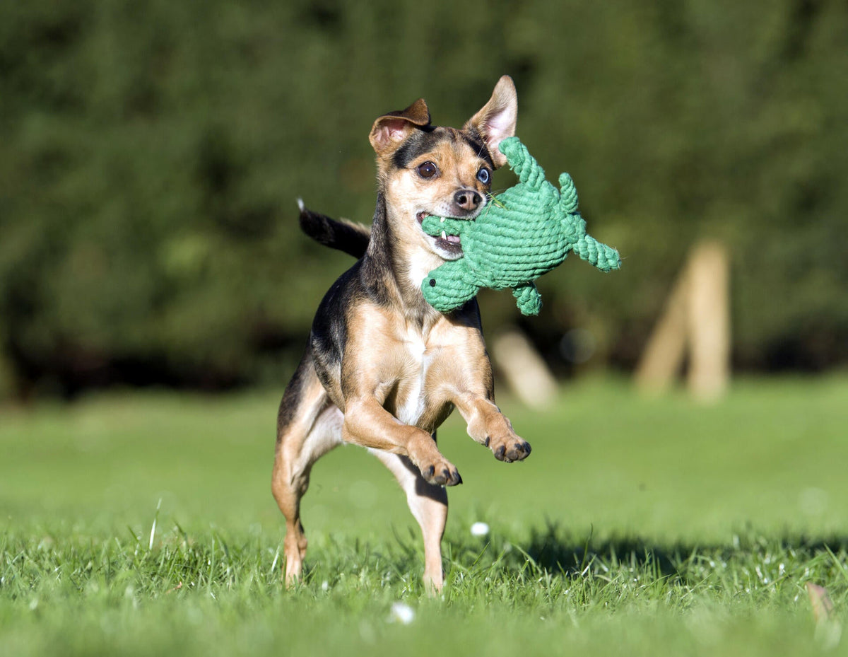 Laboni Little Ocean Dog Toy Set