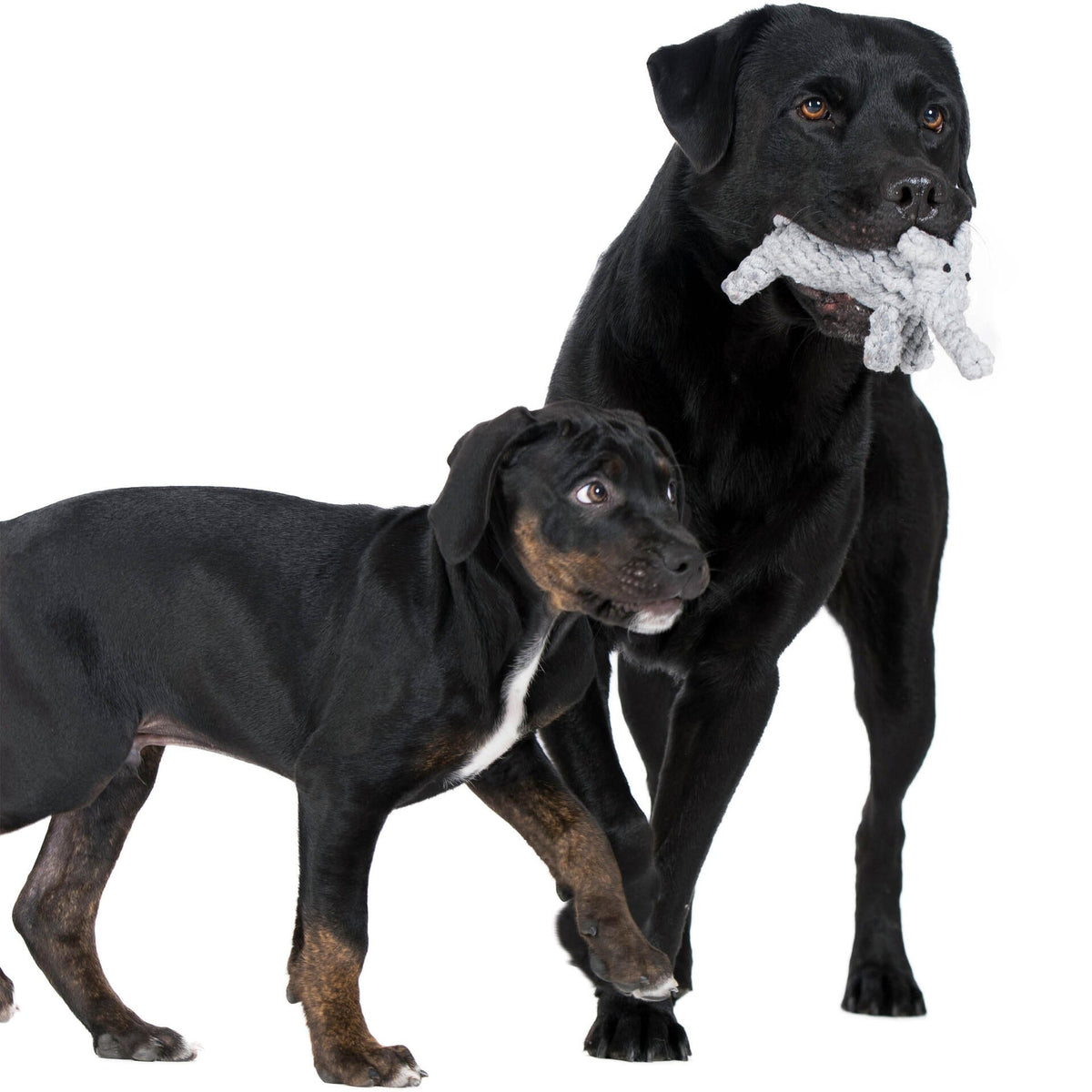 Laboni Summer Safari Dog Toy Set