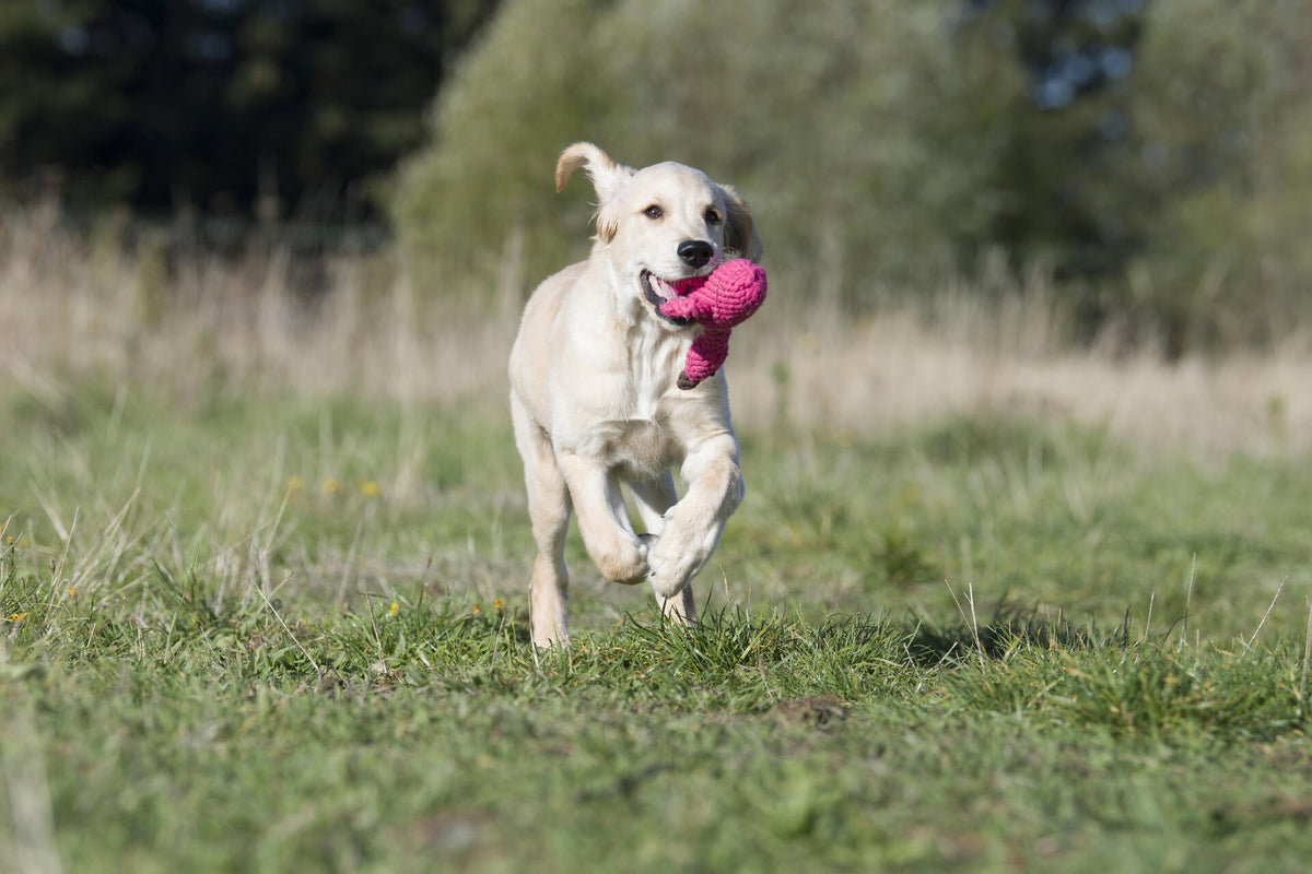 Laboni Summer Safari Dog Toy Set