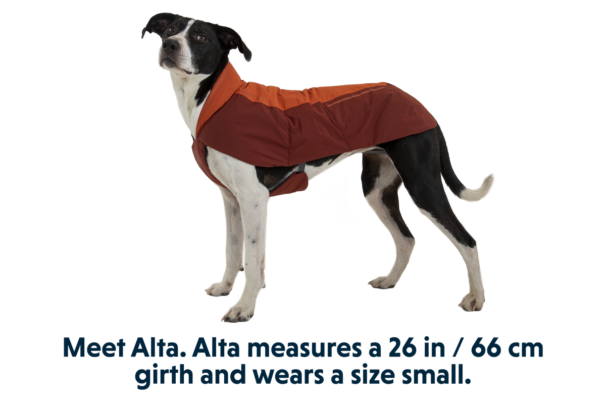 Vert™ Dog Vest